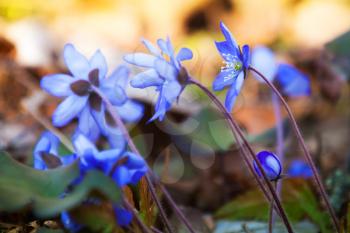 Bright blue Hepatica flowers in the spring forest. Macro photo