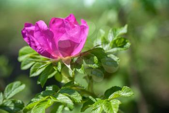 Pink wild dog-rose flower close up photo