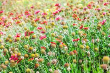 Red and yellow flowers on summer meadow