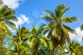 Coconut palm trees over blue sky background