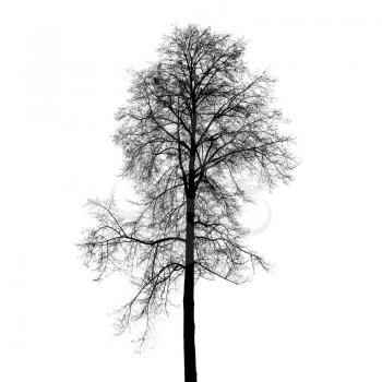 Leafless birch tree silhouette isolated on white background. Stylized photo