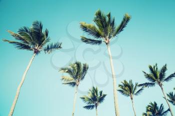 Palm trees over clear sky background. Vintage style. Photo with old style green toned instagram filter effect