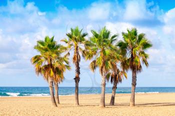 Palm trees grow on empty sandy beach in Spain