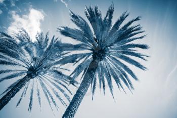 Two palm trees over cloudy sky background. Photo with blue toned filter effect