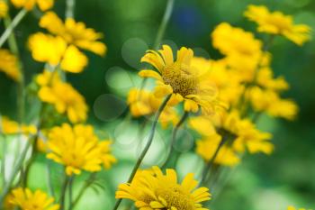 Bright yellow helenium flowers in the garden, macro photo with selective focus
