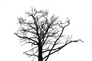 Black leafless tree photo silhouette isolated on white background
