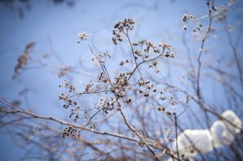Dry flowers in winter park, close-up photo with selective focus and blurred blue snow background