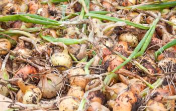 A pile of fresh yellow bulb onions with green drying on a counter
