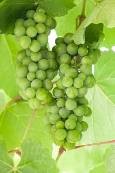 Green grapes hanging on a branch