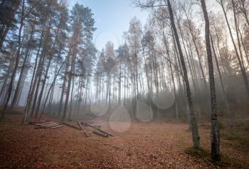 Forest clearing with logs in autumnal foggy morning