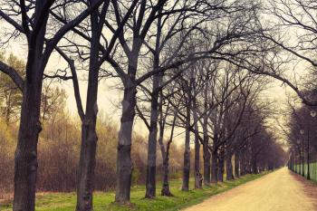 Autumnal park. Empty alley perspective with leafless tree silhouettes. Vintage toned photo filter effect