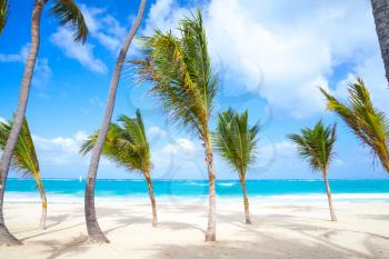 Small palm trees grow on empty sandy beach. Coast of Atlantic ocean, Dominican republic, Punta Cana resort