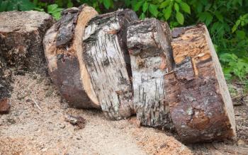 Pile of wooden chumps after cutting