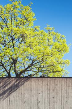 Green tree in spring season growing behind old gray concrete wall, city life concept