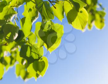 Green tree leaves over blue sky background, spring season natural background. Closeup photo with selective focus