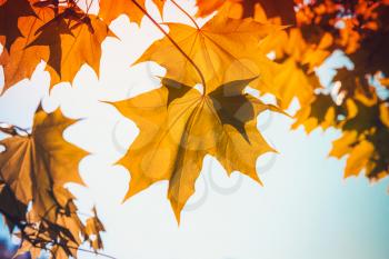 Bright yellow red autumn maple leaves over blue sky background. Closeup photo with selective focus