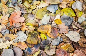 Colorful autumnal leaves lay on the ground, natural background photo texture