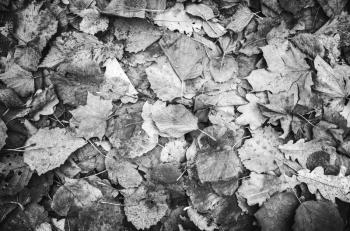 Autumnal leaves lay on the ground, black and white background photo texture