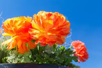 Red peony flowers in summer garden over blue sky background