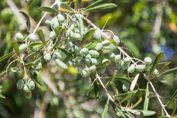 Green olive tree branches with fruits in Greek garden, closeup photo with selective focus