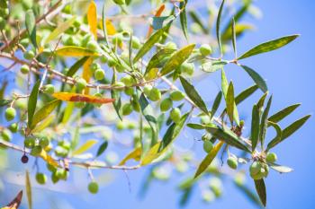 Green olive tree branches with fruits in sunlight over blue sky background, close-up photo with selective focus