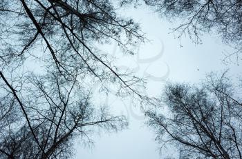 Leafless bare trees over sky background. Stylized blue toned background photo