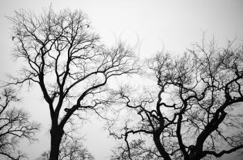 Leafless bare trees over gray sky background. Monochrome background photo