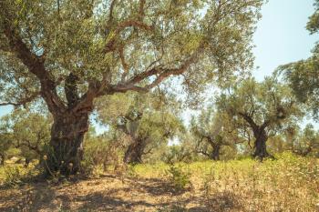 Old olive tree in morning sunlight, traditional Greek garden, Zakynthos. Tonal correction photo filter effect