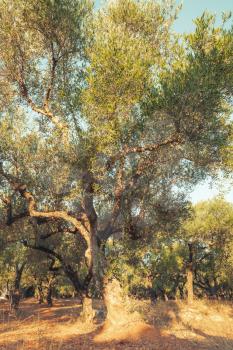 Old olive tree in morning sunlight, traditional Greek garden, Zakynthos. Tonal correction photo filter effect, vertical old style photo