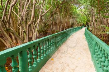 Walking bridge goes through mangrove forest