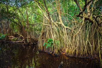 Wild tropical forest landscape, mangrove trees growing in the water. Dominican republic nature
