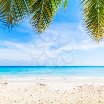Tropical beach background, white sand, azure water and palm tree branches over blue sky. Coast of Caribbean Sea, Dominican republic, Saona island