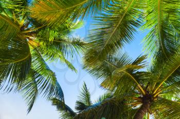 Coconut palms over bright sky background. Dominican Republic nature