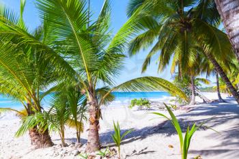 Palms grow on beach. Caribbean Sea white sandy coast, Dominican republic, Saona island