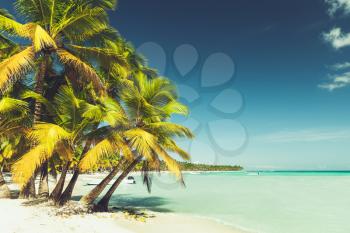 Coconut palms grow on white sandy beach. Caribbean Sea coast, Dominican republic, Saona island, vintage toned photo, retro filter effect