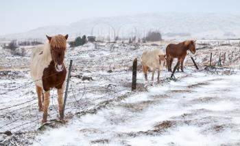 Icelandic horses stand on snow-covered meadow near barbed wire farm fence