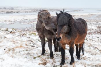 Two Icelandic horses stand on snow-covered meadow