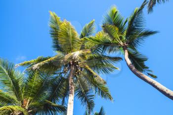 Coconut palms under blue sky background, Dominican republic nature