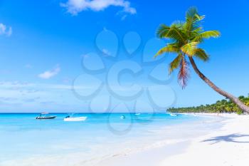 Coconut palm grows on white sandy beach of Saona island. Caribbean Sea coast, Dominican republic