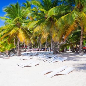 Coconut palms, empty loungers are on white sandy beach. Caribbean Sea, Dominican republic, Saona island coast, touristic resort