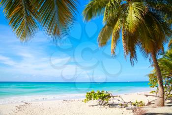 Coconut palms growing on white sandy beach. Caribbean Sea coast, Saona island, popular resort of Dominican republic