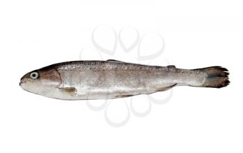 Trout fish isolated on a white background