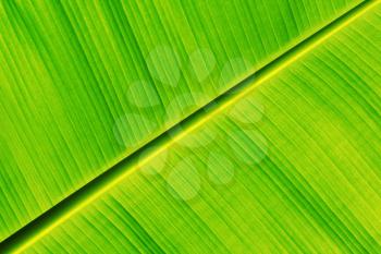 Fresh banana leaf as a nice nature background