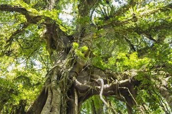 Banyan tree in the dense forest