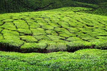 Tea plantation in Munnar, Kerala state, India