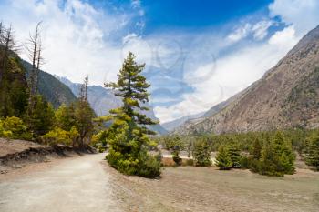 Pine forest in Annapurna trek, Himalaya, Nepal