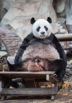 Very big panda relaxing and looks very funny