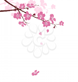 Cherry branch with flowers isolated on white background