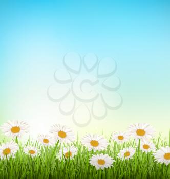 Green grass lawn with white chamomiles on sky background