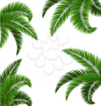 Green Palm Tree Leaves Isolated on White Background
